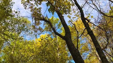 The dipterous fruits of the maple tree glide from above like small helicopters.  Stock Footage 321153967