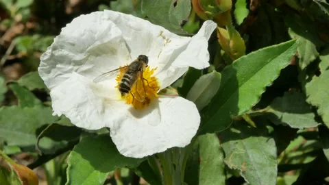 Dipterous, insect on laurel-leaf cistus, Spain Video stock 234436238