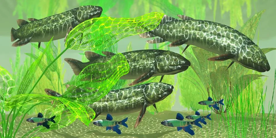 Dipterus macrolepidotus fish Stock Illustration