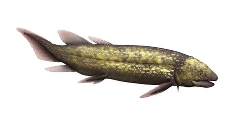 Dipterus - Prehistoric Fish Stock Illustration