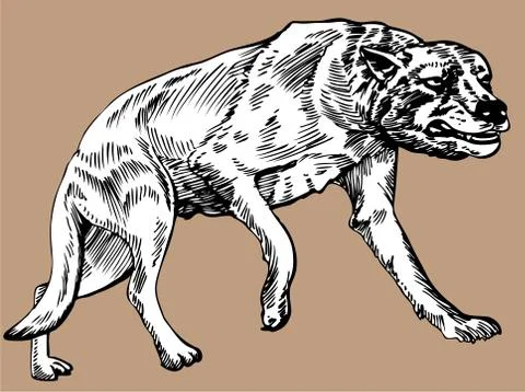 Dire wolf Stock Illustration