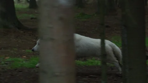 Dire wolf running Stock-Footage 100048699