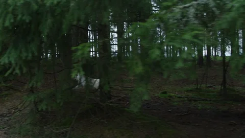 Dire wolf running into the woods Video stock 100048599