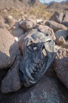 Dire Wolf skull Stock-Fotos