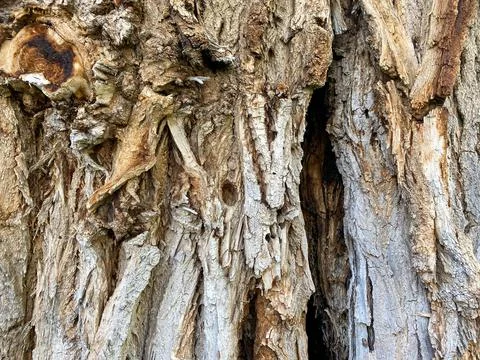 Direct close up view of ancient old tree trunk park in direct sunlight Stock Photos