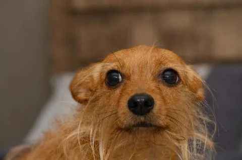 Direct eye-level macro portrait of a cute scruffy red terrier looking up Foto stock