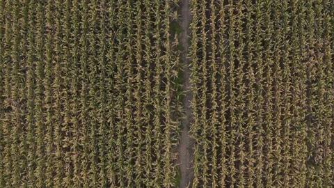 A direct overhead aerial of corn field lines in southern Missouri. Video stock 162954845