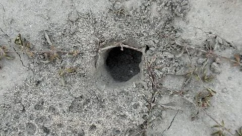 Direct overhead shot capturing a precise circular burrow opening in granular  Foto stock