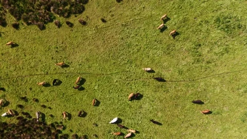 A direct overhead shot of cows moving around in a farm. 库存影片 155303890