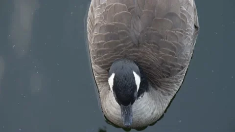 Direct overhead shot of duck sitting in water Stock Footage 140944771