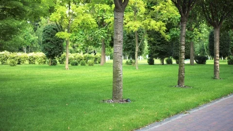 Direct path between trees in a park with green grass in the summer. A place for Stock Footage 93364870
