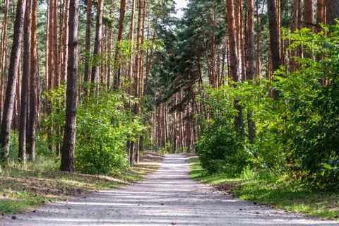 Direct path through pine forest at daylight. Belgorod region, Russia. Stock Photos