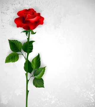 Direct red rose Stock Illustration
