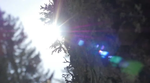 Direct sun and light rays behind a tree with musk 스톡 동영상 49892781