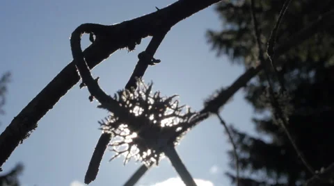Direct sun and light rays behind a tree with musk 스톡 동영상 49893250
