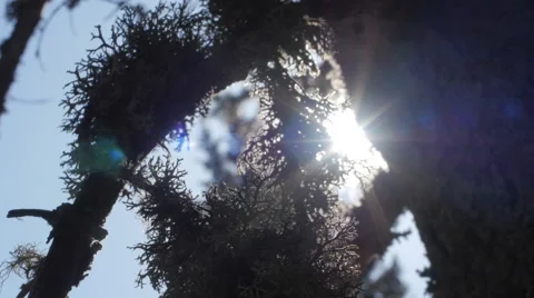Direct sun behind a tree with musk Stock-Footage 49892518