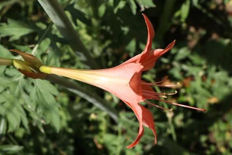 Direct sun rays effect in orange flower Stock Photos