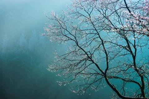 Direct sunlight through the branches and fog Stock Photos