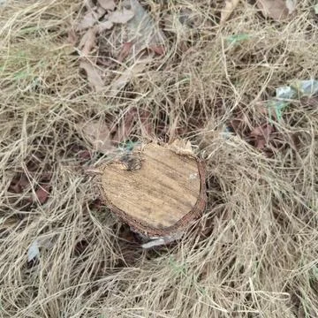 Direct top down view of rough cut wooden tree stump with growth rings Stock Photos