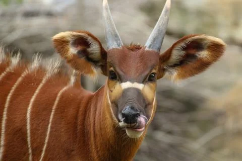 Direct view of the antelopes in the camera Foto stock