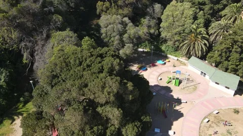 Direct view on its main tree, palm trees and vegetation of the square Stock Footage 236567480