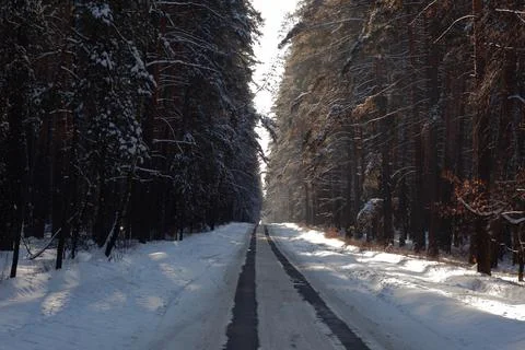 Direct winter road through the pine forest Stock Photos