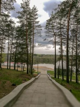 Direction Tree Plant the way forward Nature diminishing perspective cloud sky Foto stock