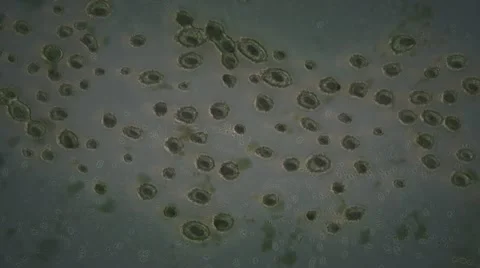 Directional flow of organic cells with alpha channel in Full HD Stock Footage 11407284