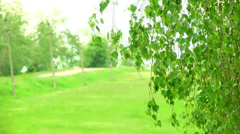 Directions machine on a forest road Stock Footage