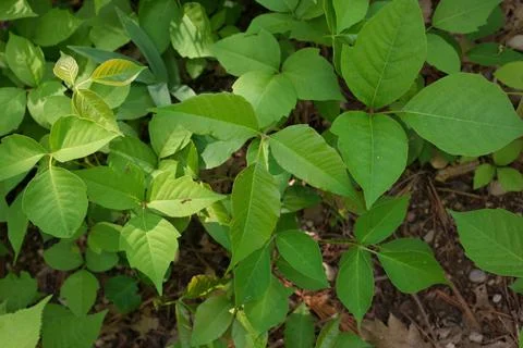 Directly Above Close up of a Patch of Poison Ivy Plants on a Sunny Day Stock Photos