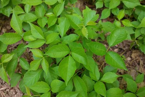 Directly Above Close up of a Patch of Poison Ivy Plants on a Sunny Day Stock Photos