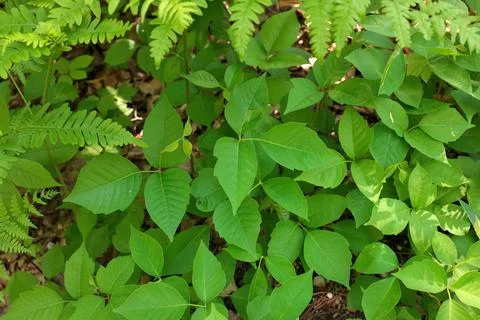 Directly Above Close up of a Patch of Poison Ivy Plants on a Sunny Day Stock Photos