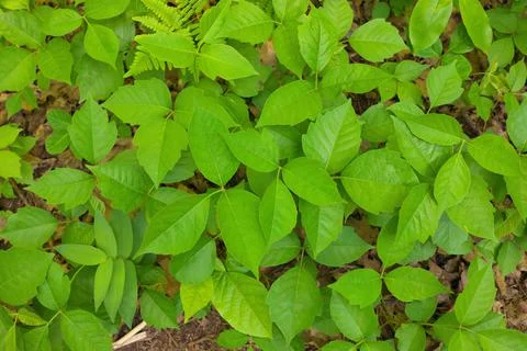 Directly Above Close up of a Patch of Poison Ivy Plants on a Sunny Day Stock Photos