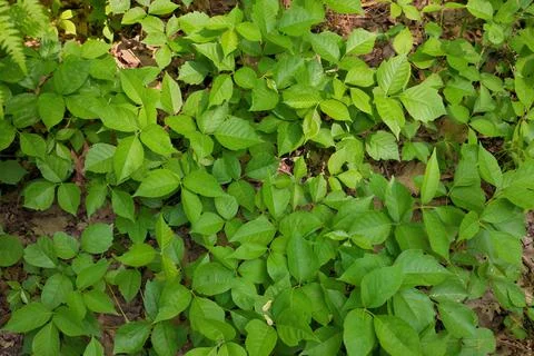 Directly Above Close up of a Patch of Poison Ivy Plants on a Sunny Day Stock Photos