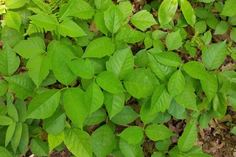 Directly Above Close up of a Patch of Poison Ivy Plants on a Sunny Day Stock Photos