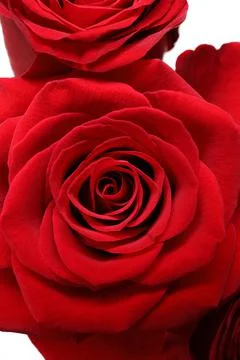 Directly Above Close up of Two Red Roses Stock Photos