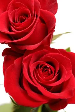 Directly Above Close up of Two Red Roses Stock Photos