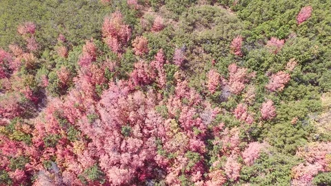 Directly above fall trees with red yellow orange leaves 스톡 동영상 89188488