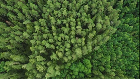 Directly above full frame shot of green pine forest Video stock 160352777