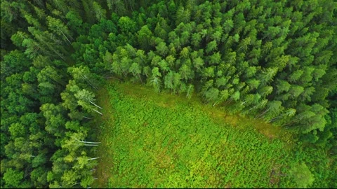 Directly above full frame shot of green pine forest Stock Footage 160352792