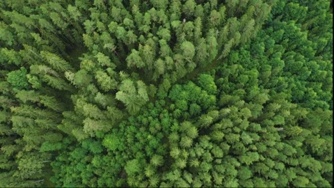 Directly above full frame shot of green pine forest Video stock 160352824