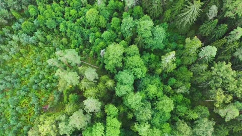 Directly above full frame shot of green pine forest 스톡 동영상 160439213