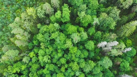 Directly above full frame shot of green pine forest Stock-Footage 160439233