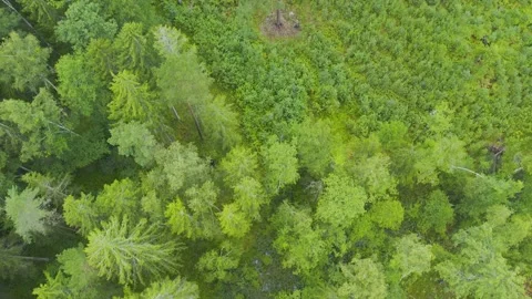 Directly above full frame shot of green pine forest Vídeo Stock 161065226