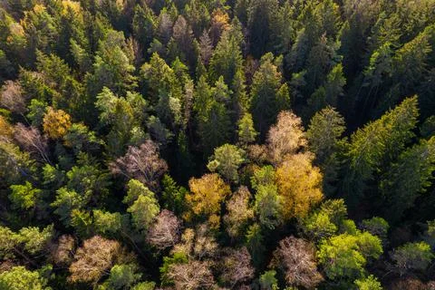 Directly above full frame shot of forest in autumn Stock Photos