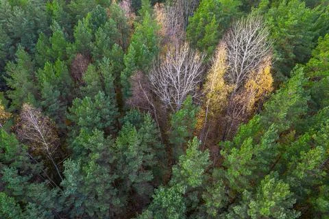 Directly above full frame shot of forest in autumn Stock Photos