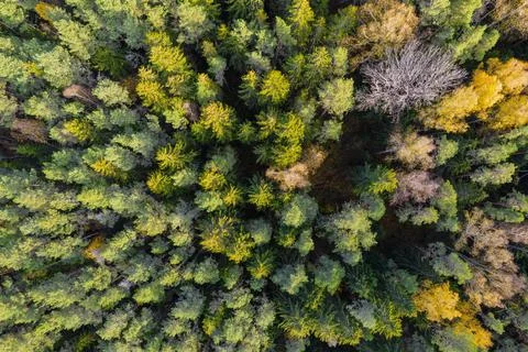 Directly above full frame shot of forest in autumn Stock Photos