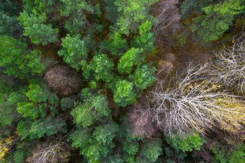 Directly above full frame shot of forest in autumn Stock Photos