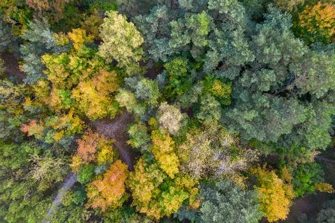 Directly above full frame shot of forest in autumn Stock Photos