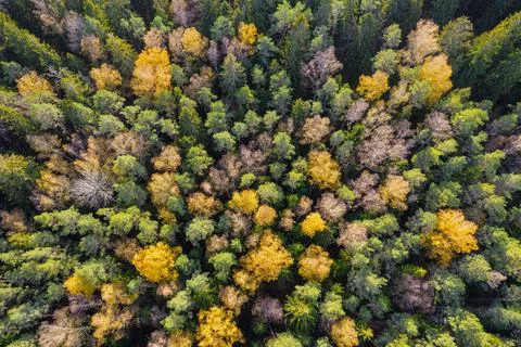 Directly above full frame shot of forest in autumn Stock Photos